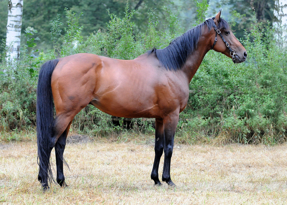 Masini