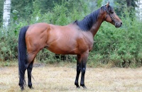 Masini
